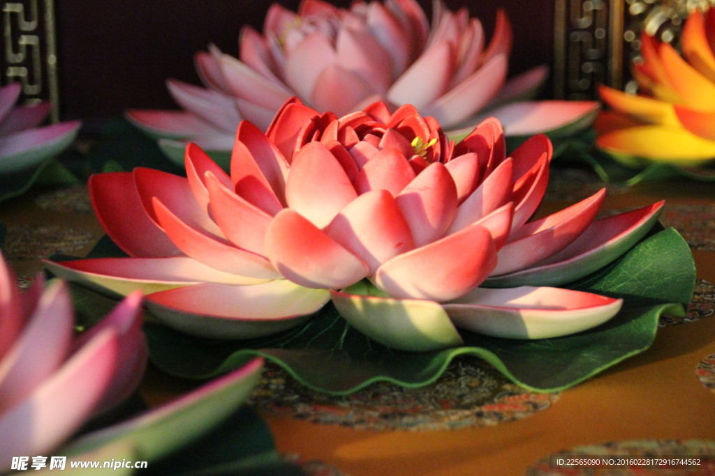 蓮花
