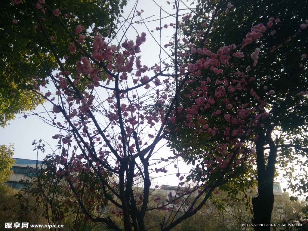 桃樹開花