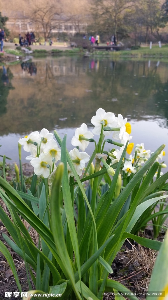 水仙花