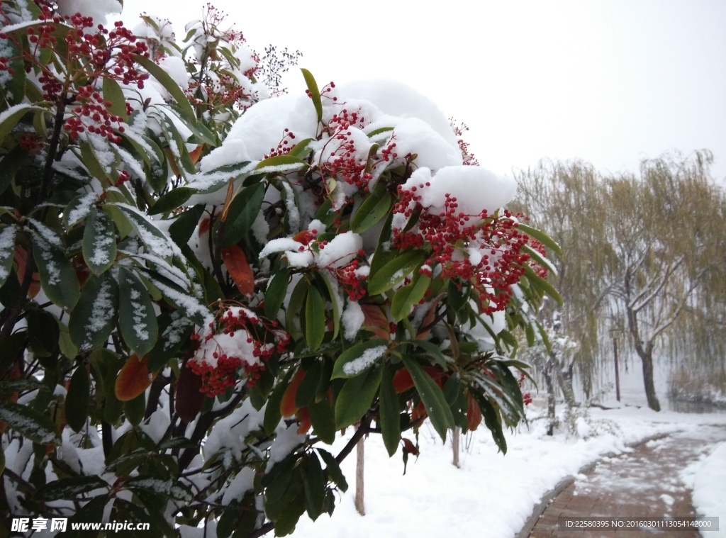 雪中石楠