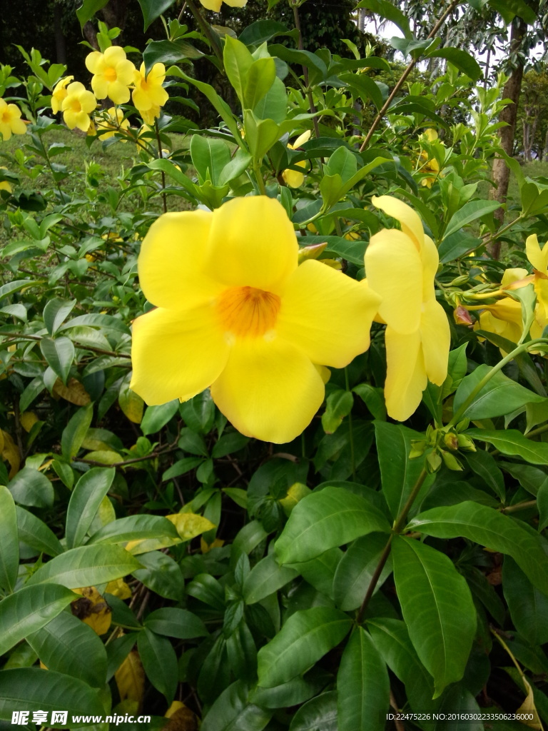 一朵黃花