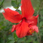 紅色花朵