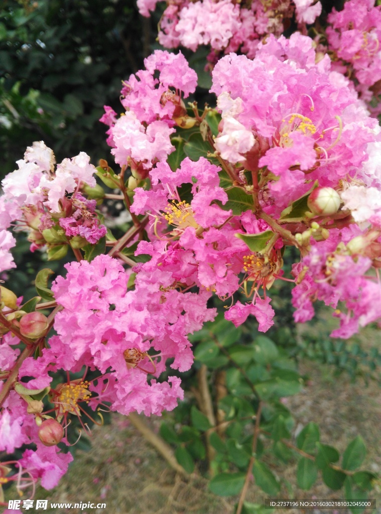 花草樹木