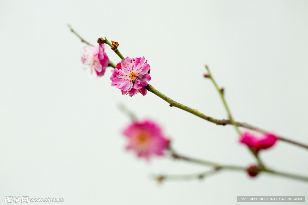 粉紅梅花