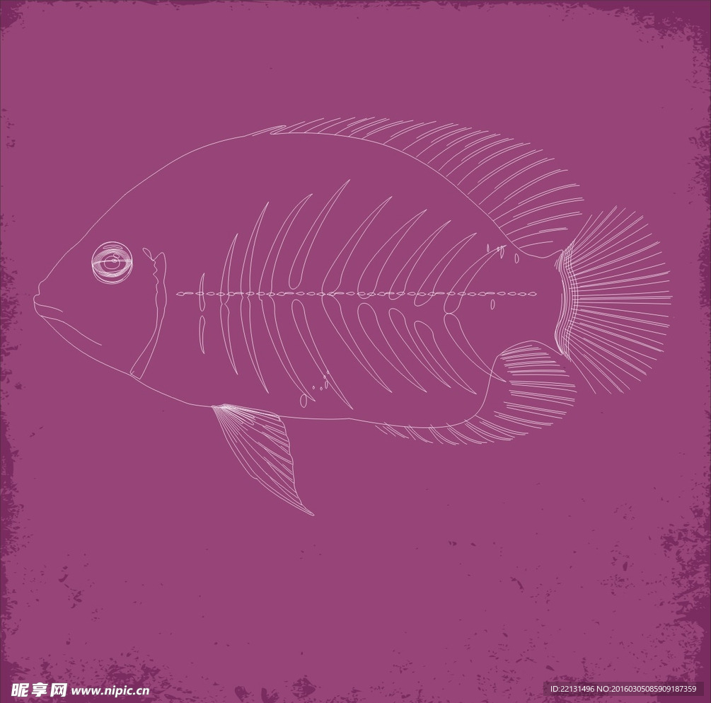 線條魚