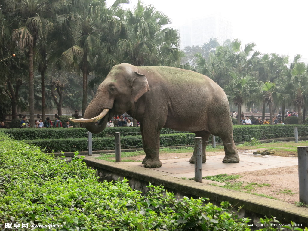 動物園大象