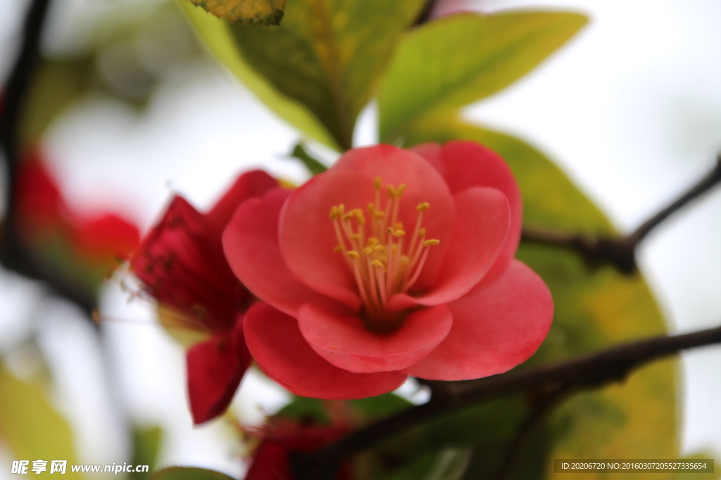 桃花