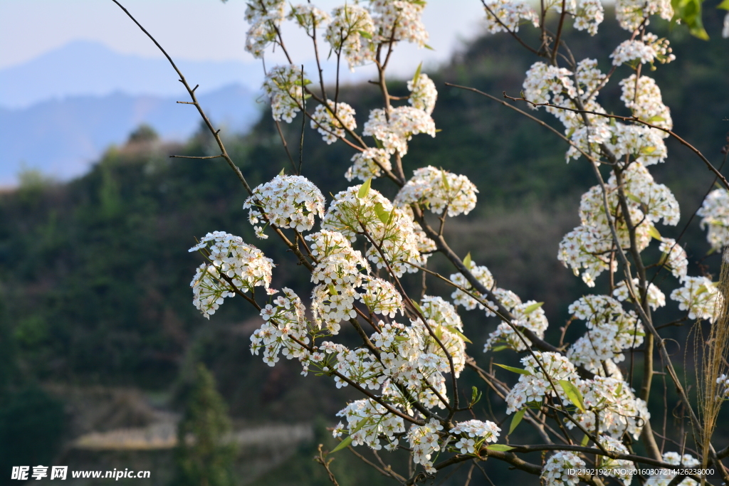 山楂花