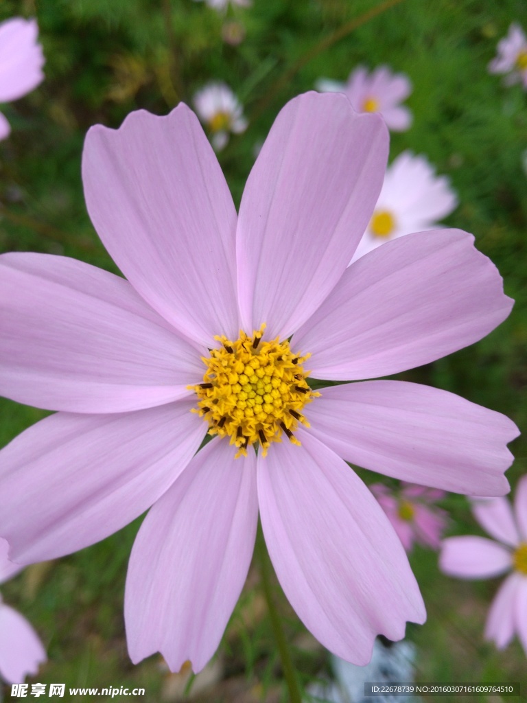 花卉