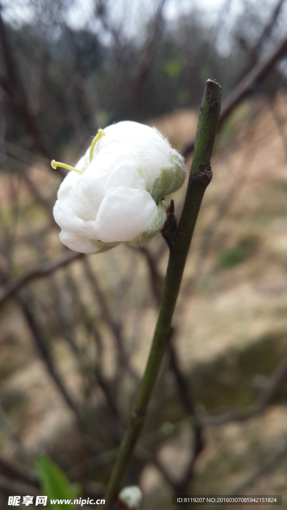 桃花