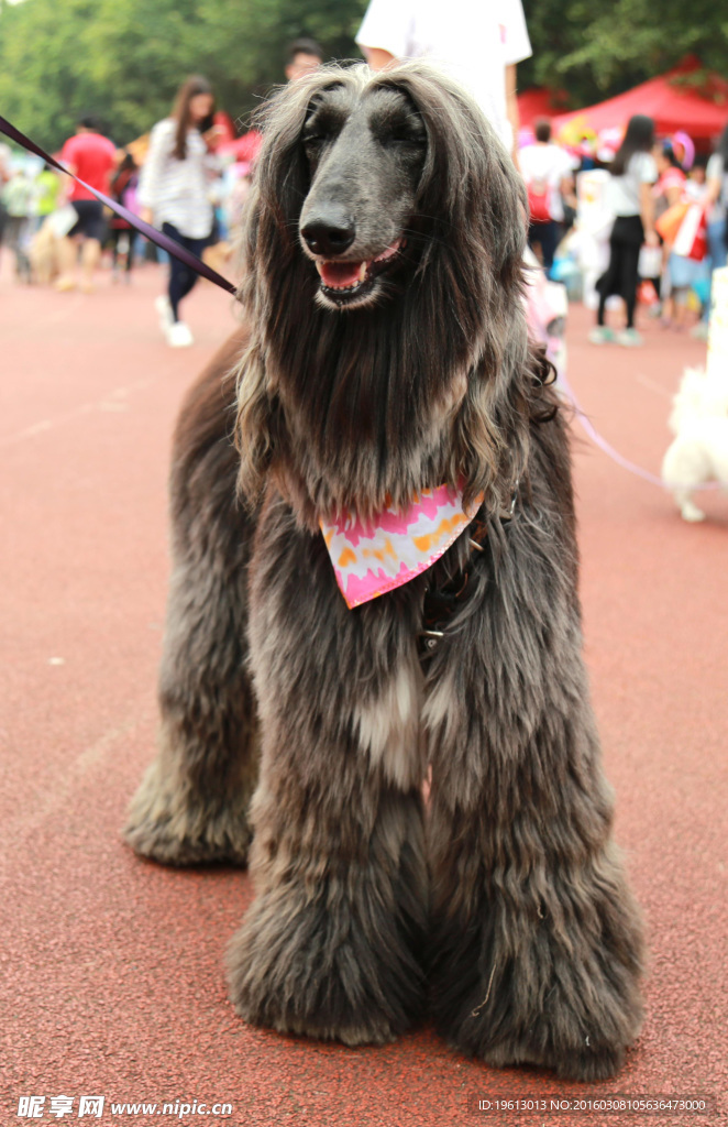 狗狗