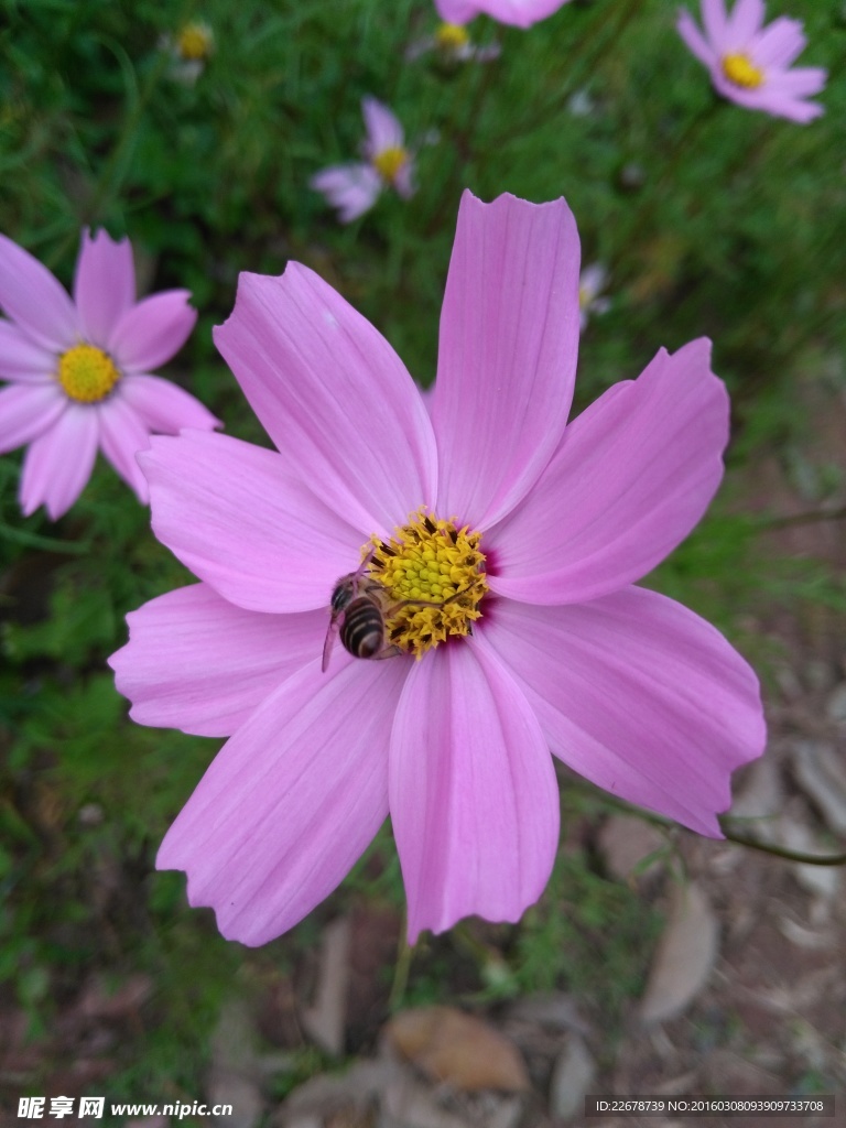 格桑花