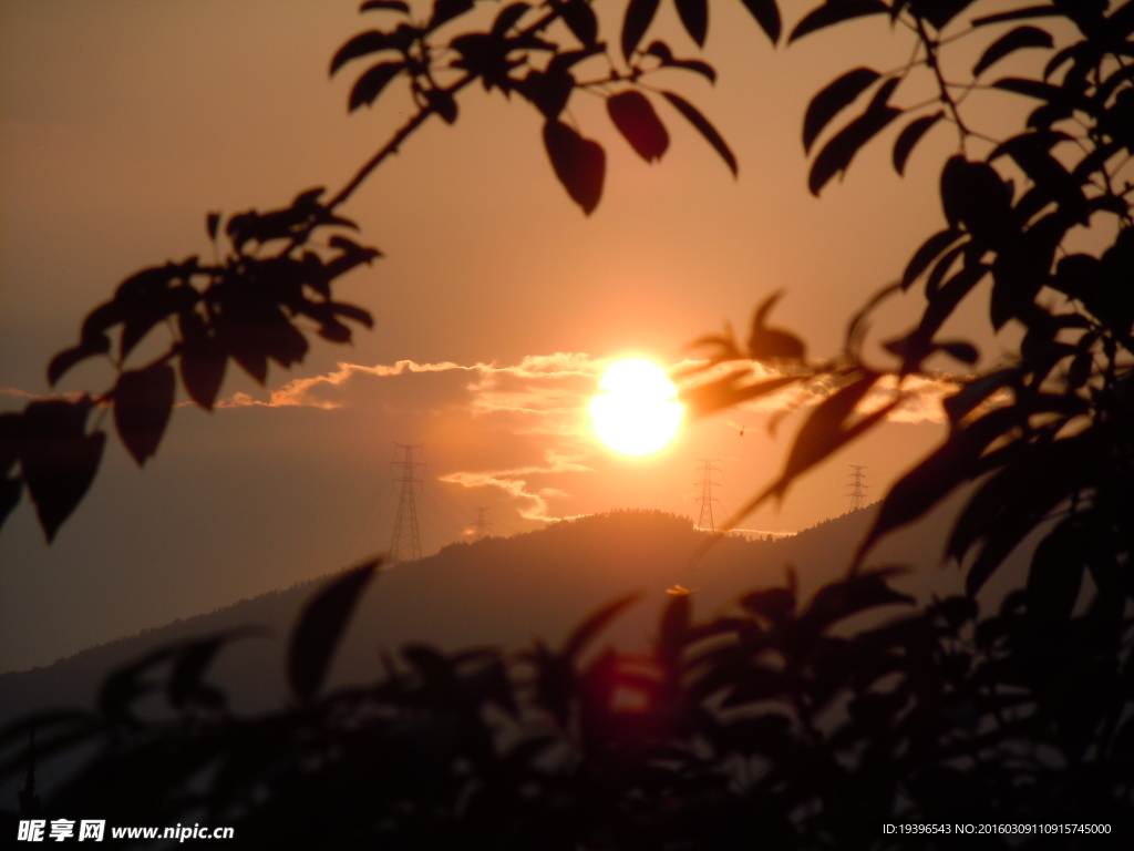 夕阳  树叶