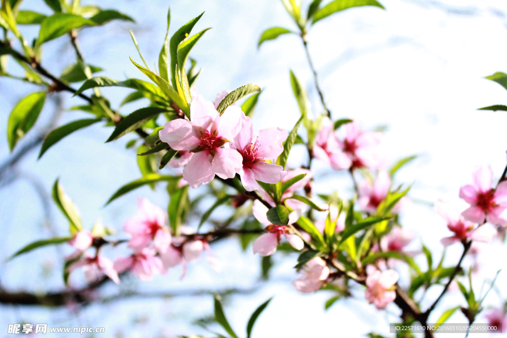 桃花