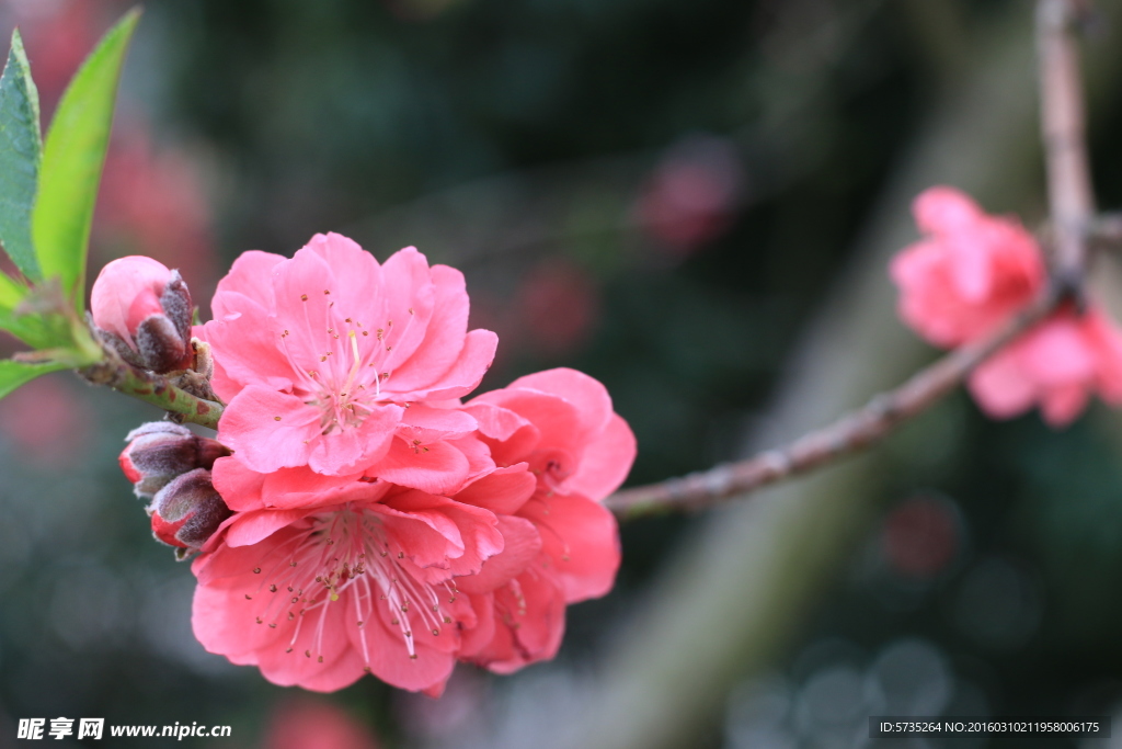 桃花