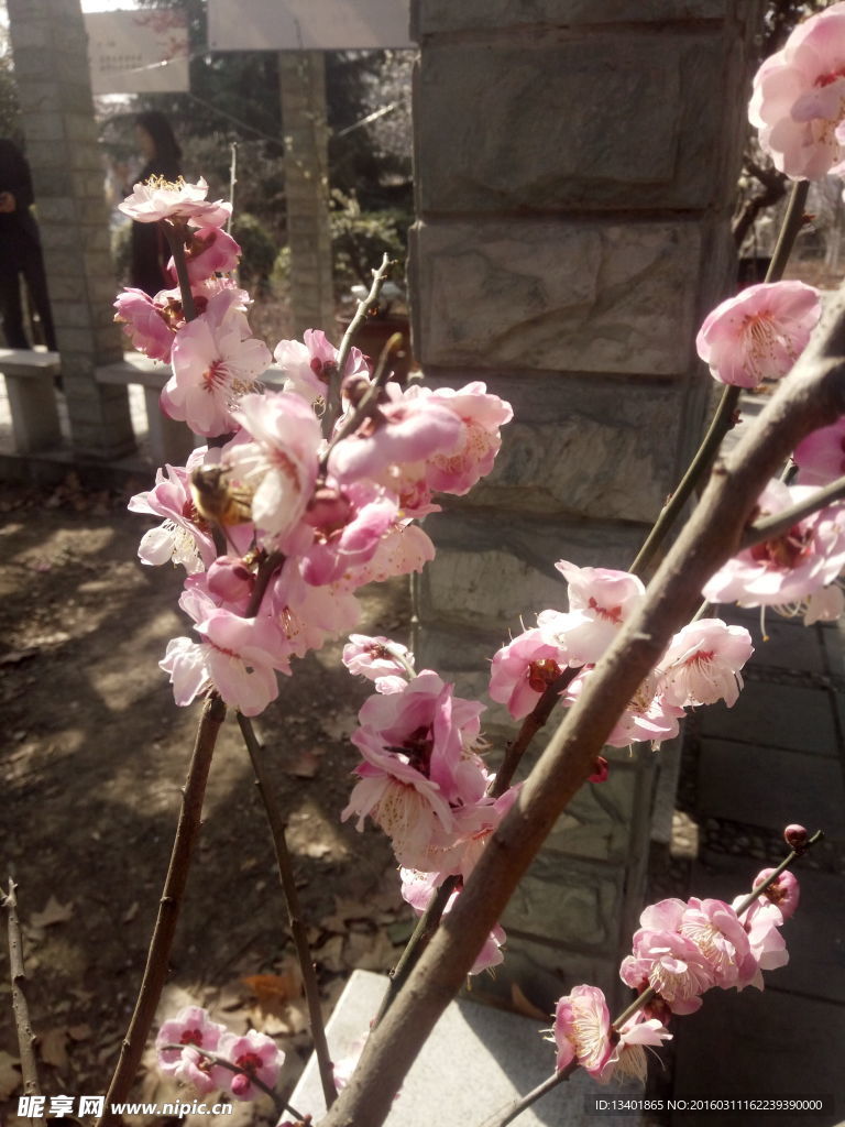 梅花