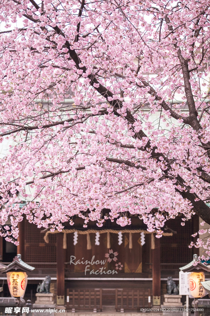 日本櫻花