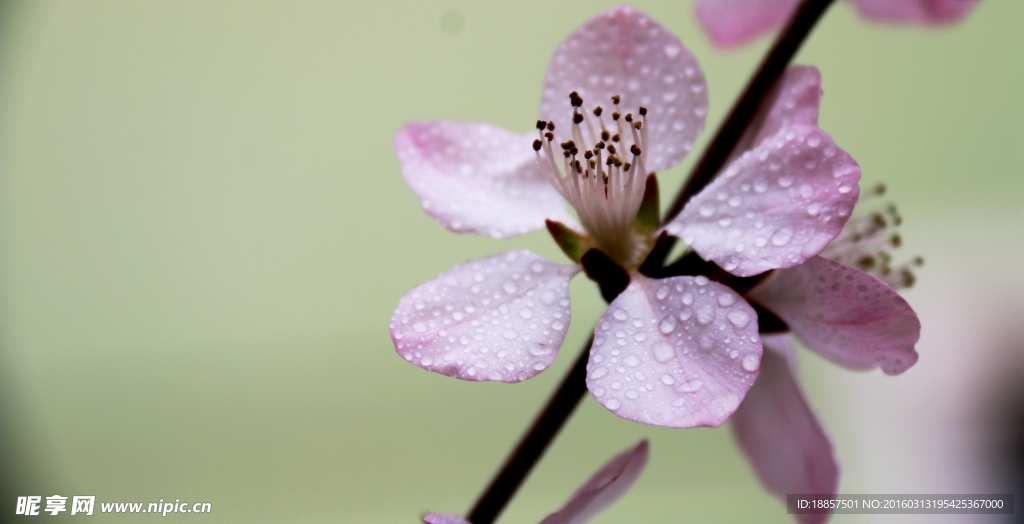 桃花