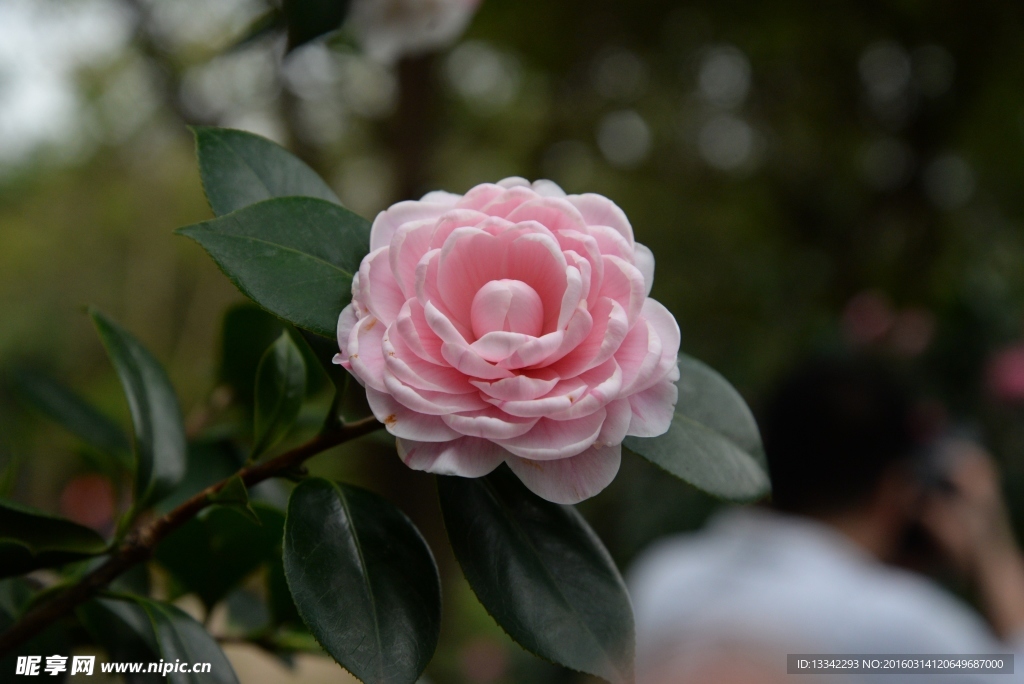 茶花