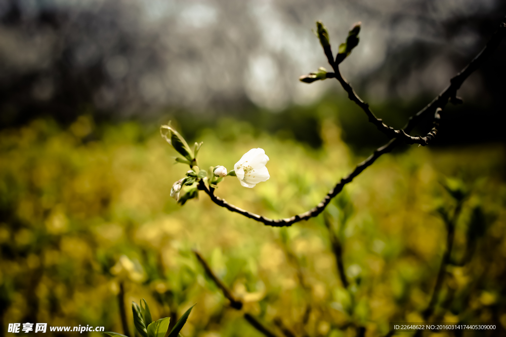 櫻花