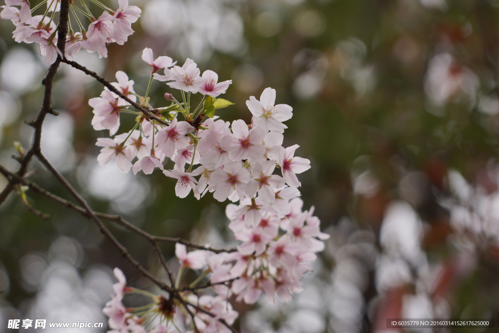 櫻花