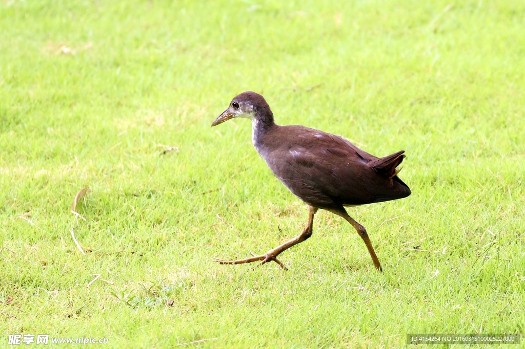 白胸苦惡鳥