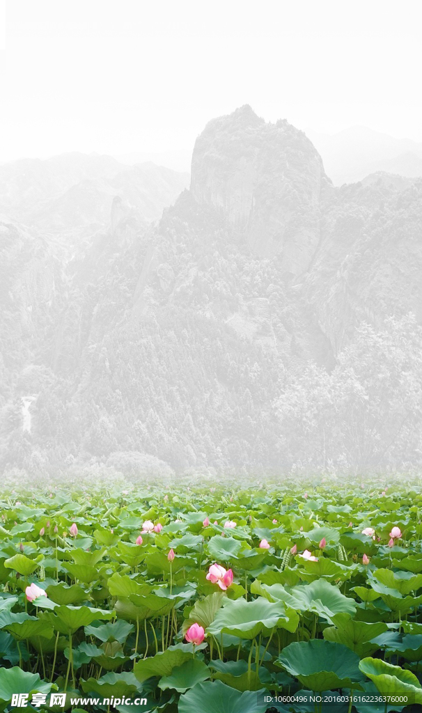 荷花與山峰