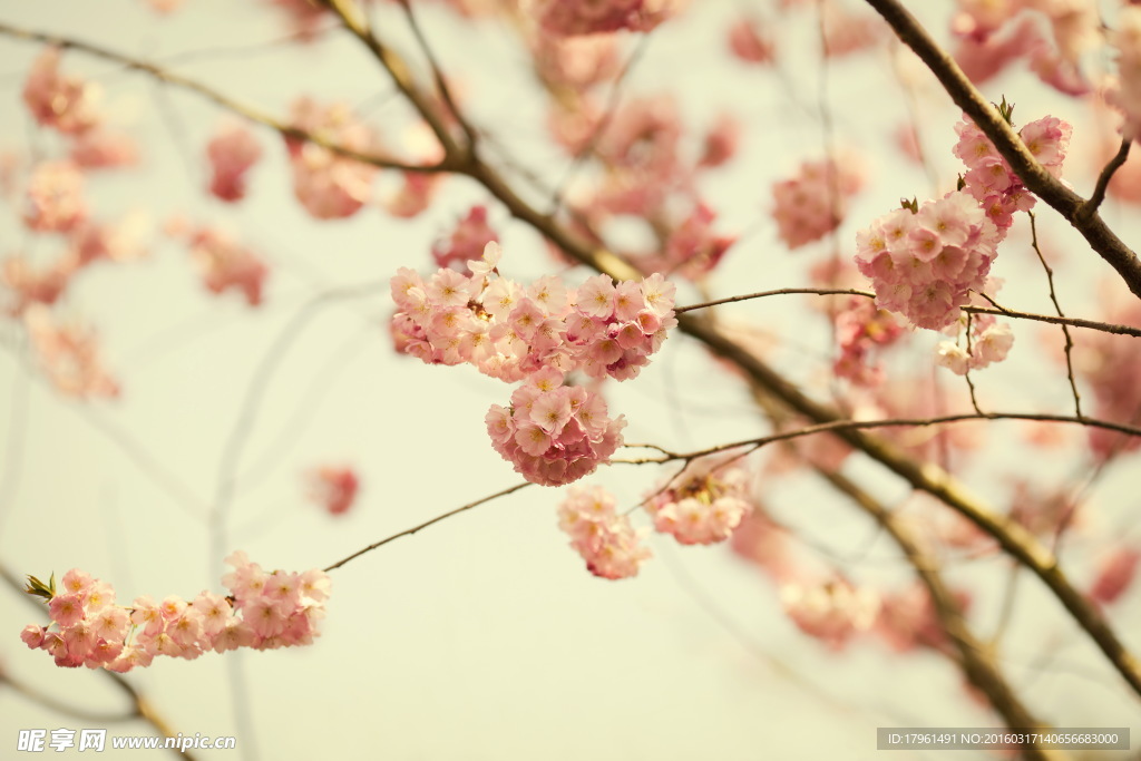 唯美桃花