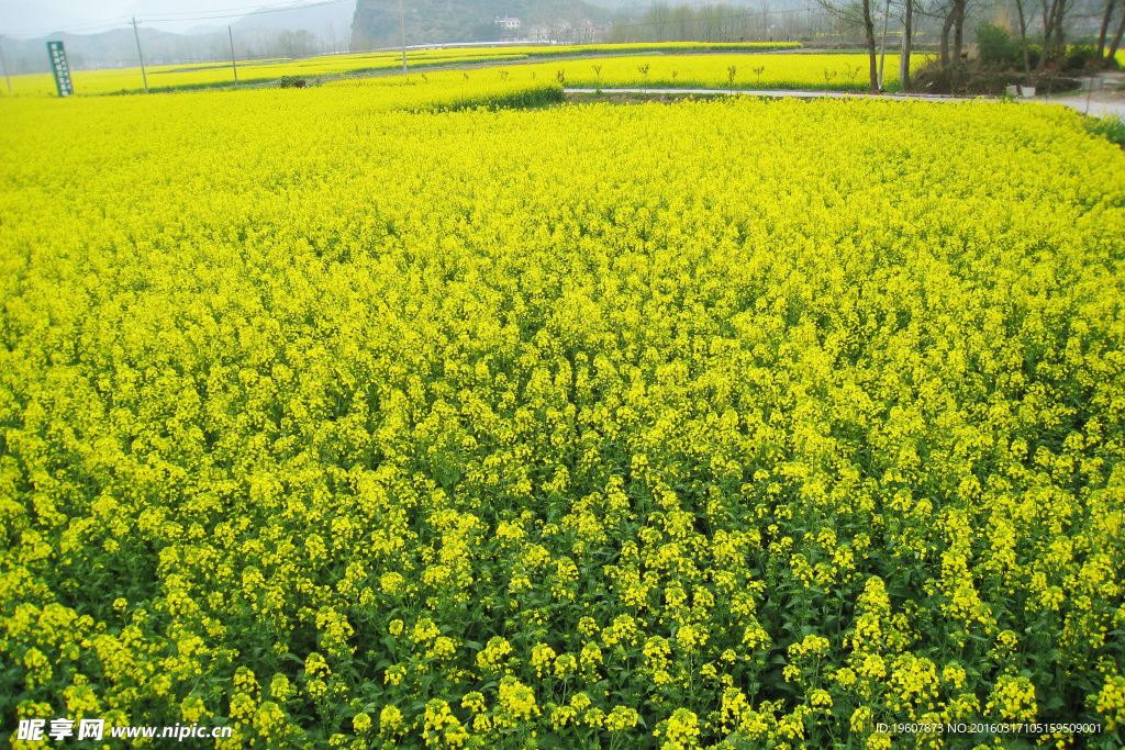 馬渡河村油菜花