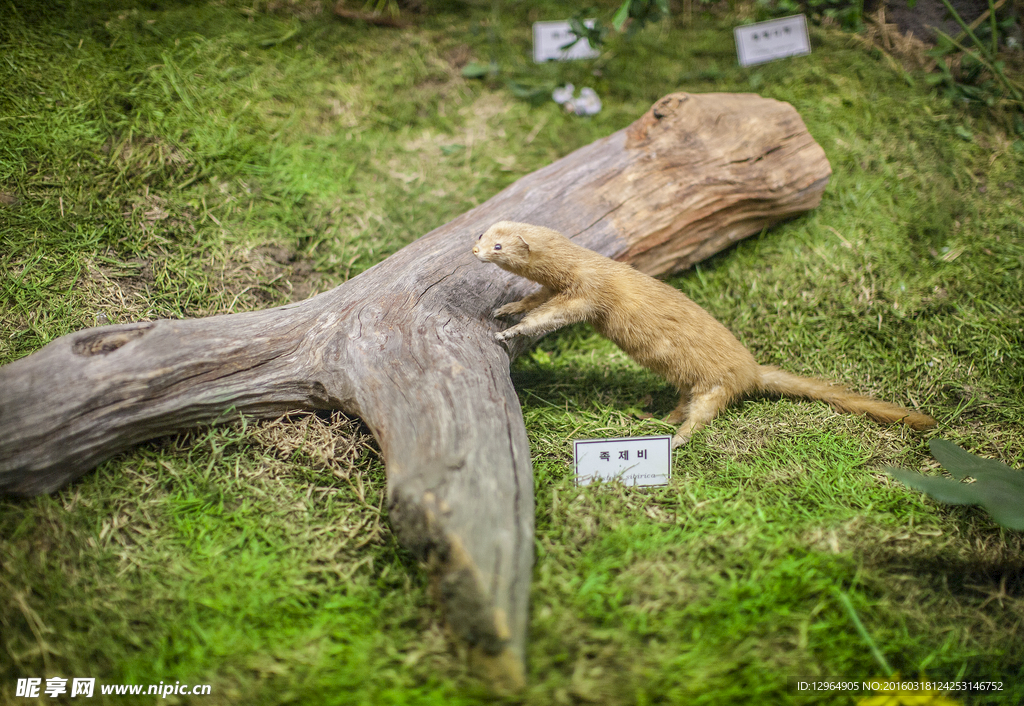 民俗博物館動物標本