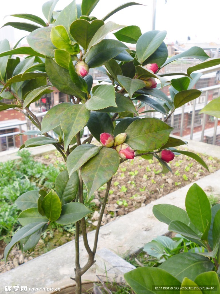 茶樹