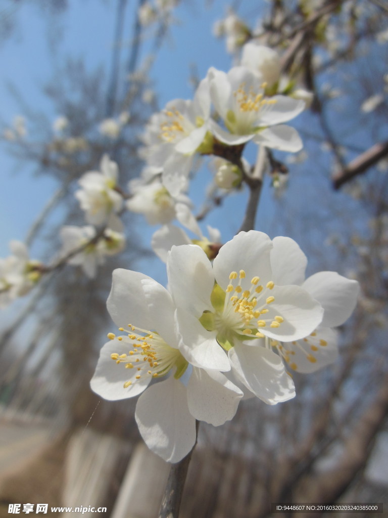白色櫻花