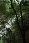 森林瀑布 石山河流