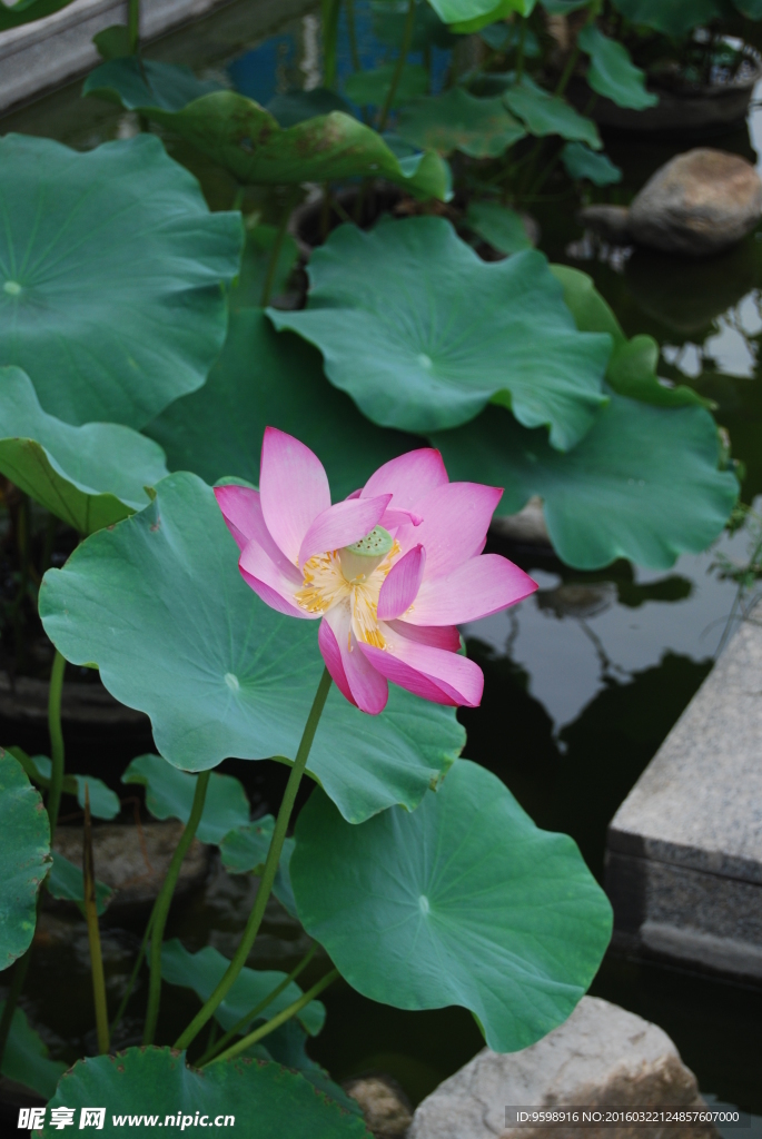 圓明園盛開的蓮花