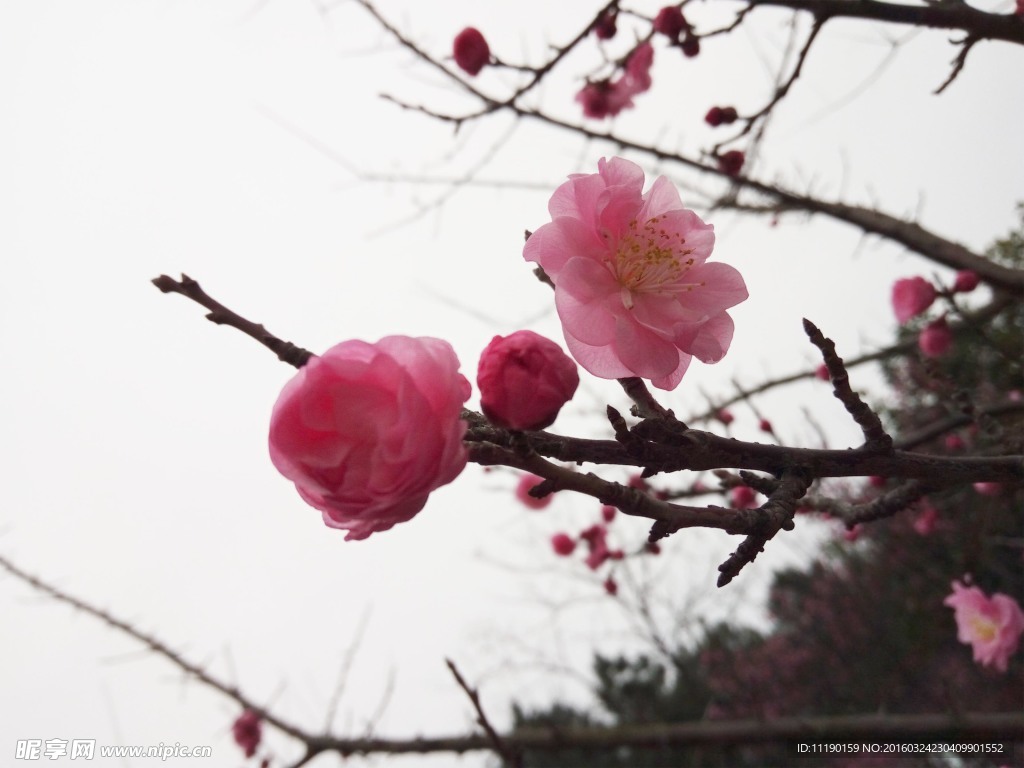 梅花枝