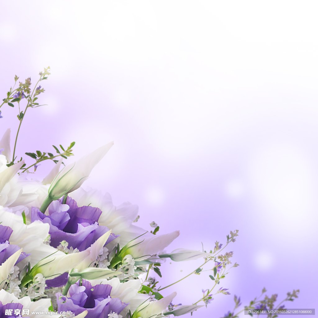 丁香花
