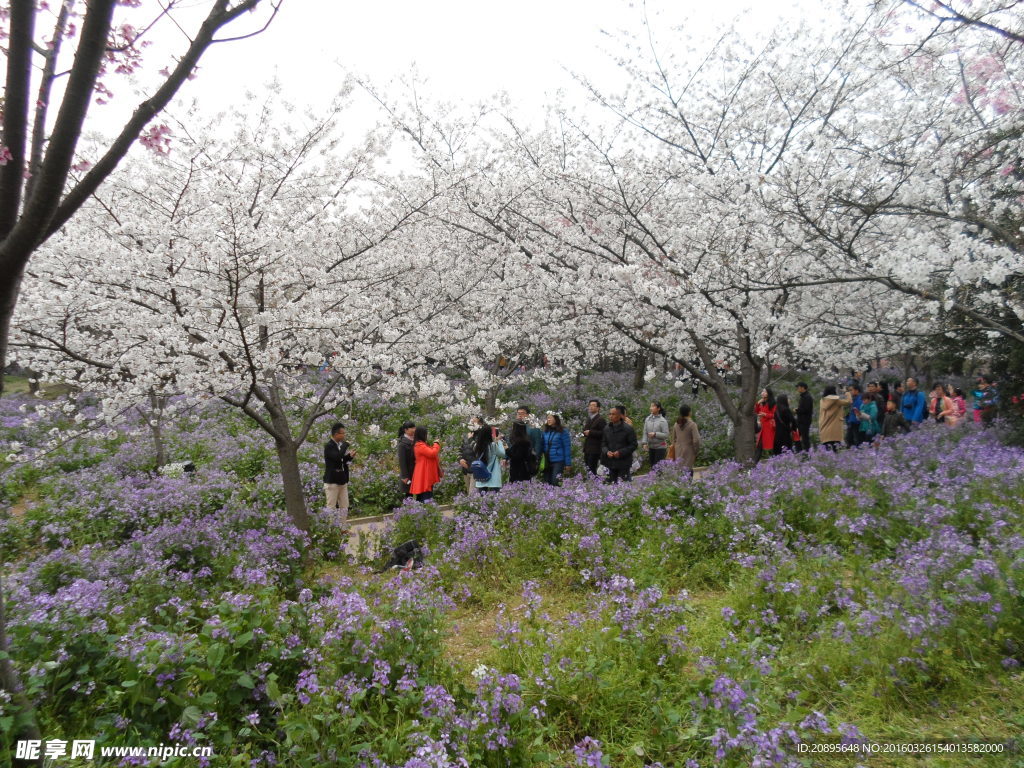 櫻花