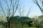 公园风景草地树木 春暖花开