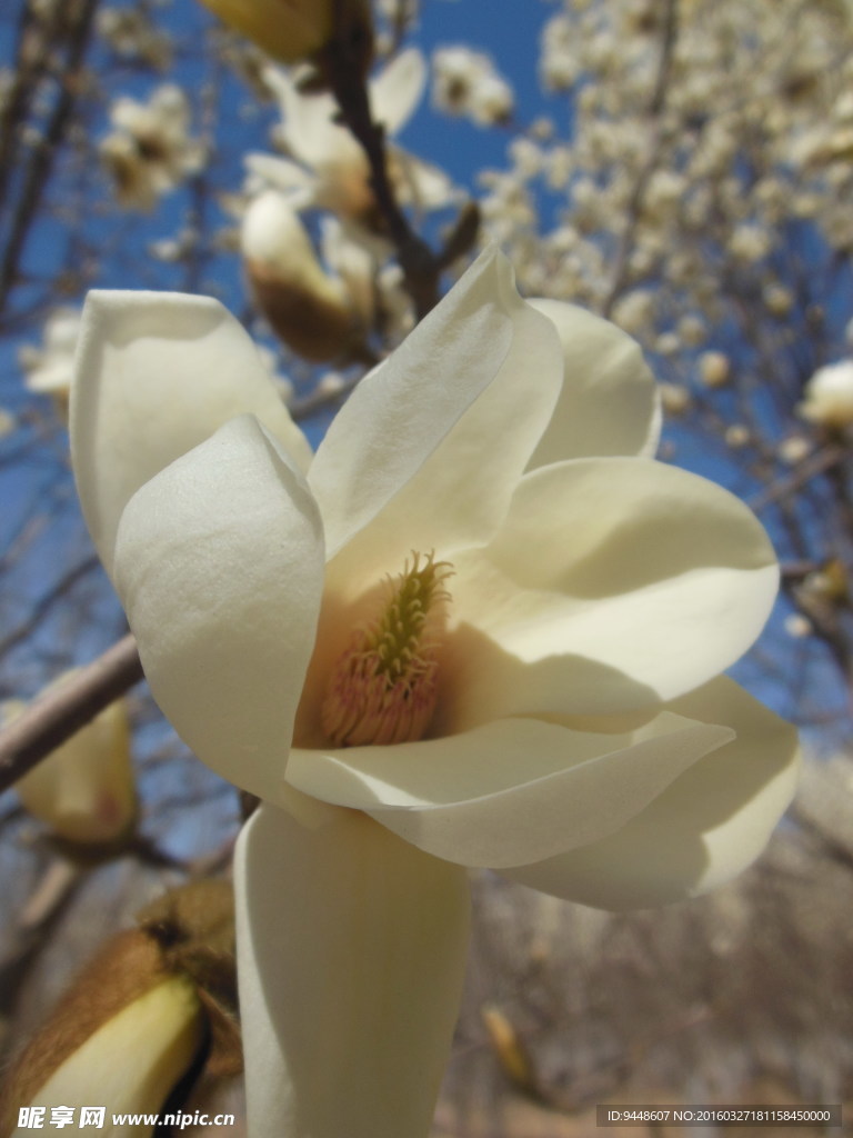 玉蘭花