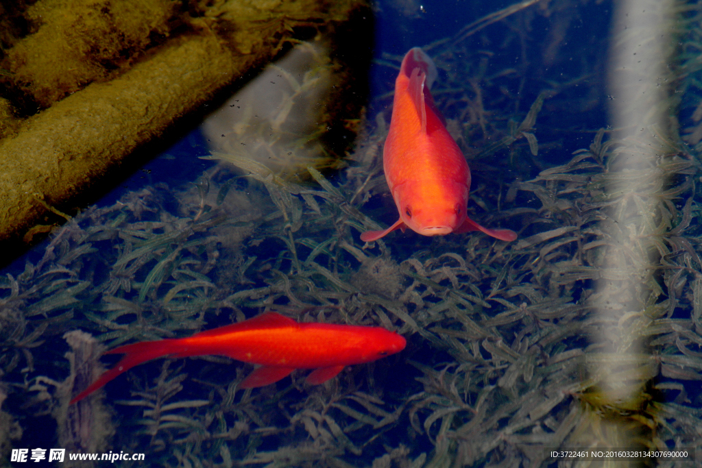 紅鯉魚