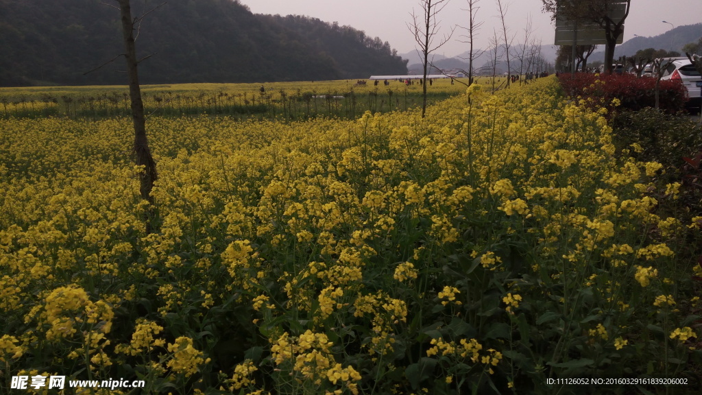 油菜花