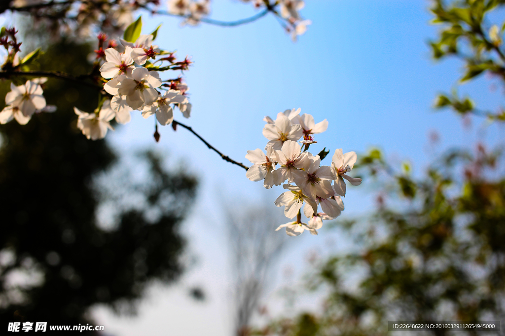 櫻花