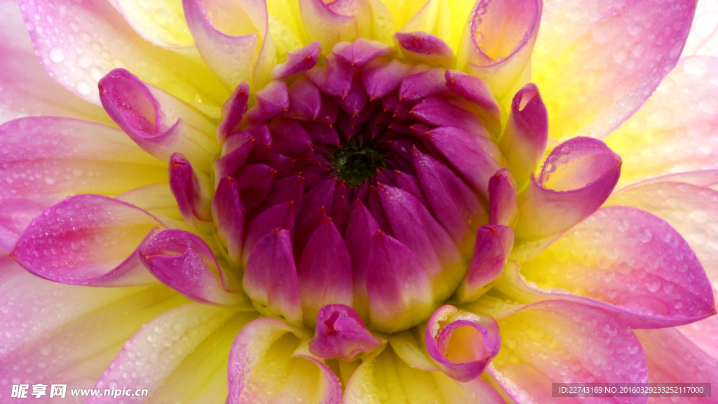 菊花花蕊