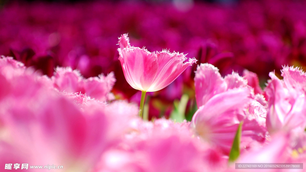 盛開的郁金香花海