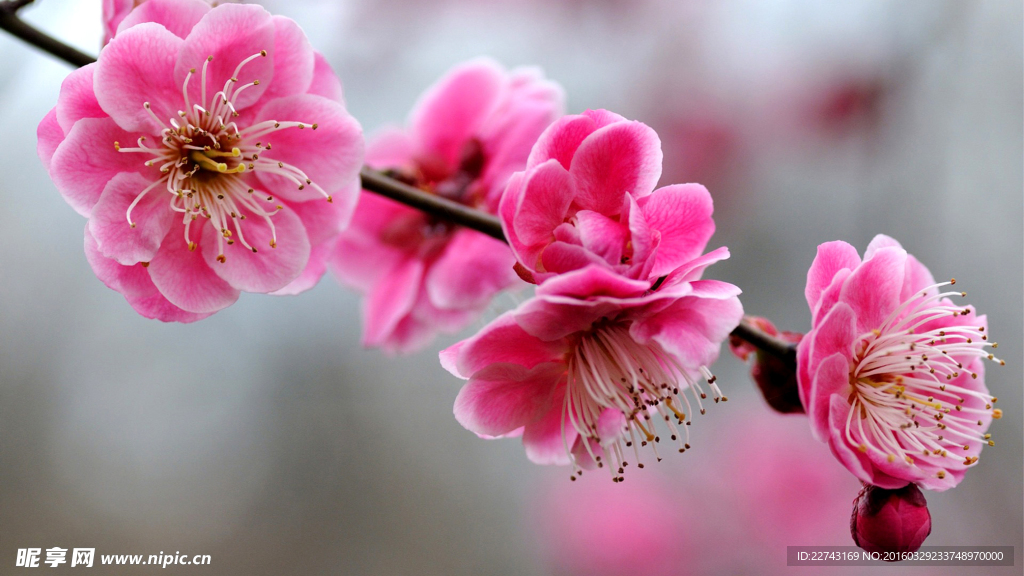 盛開桃花