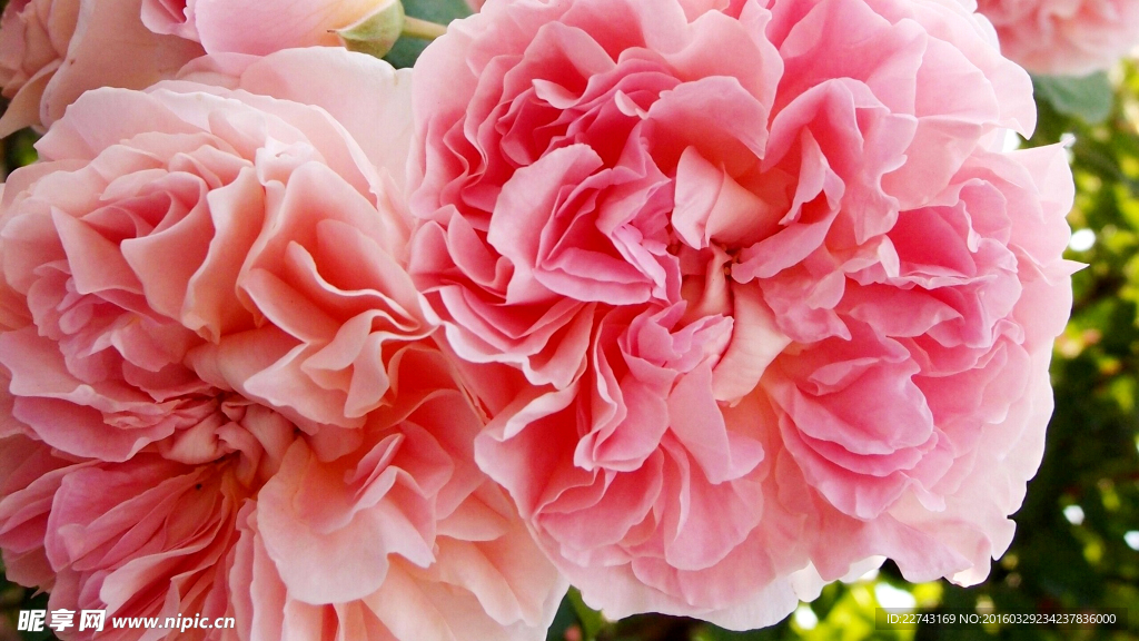 粉色薔薇