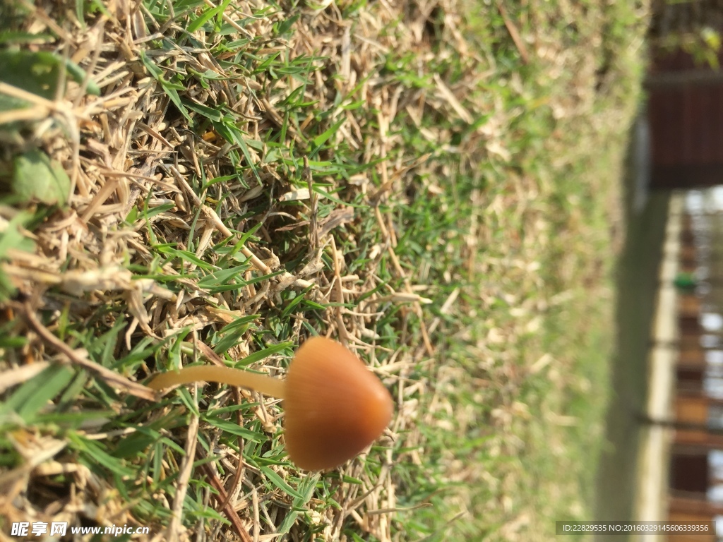 香菇