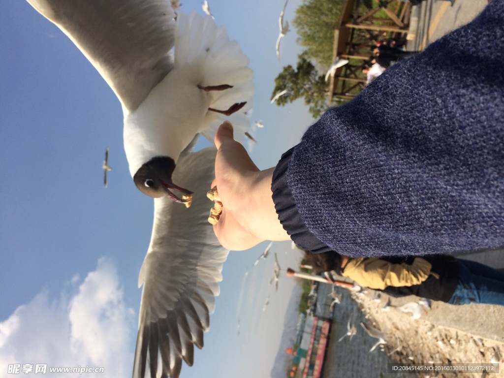 飼料海鷗