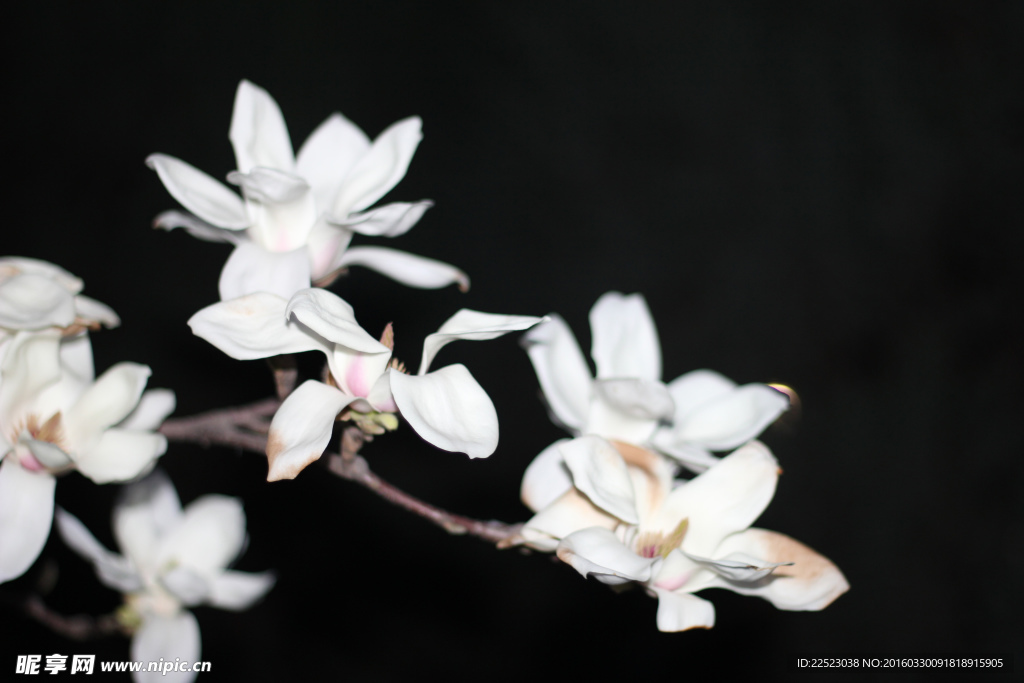 白花