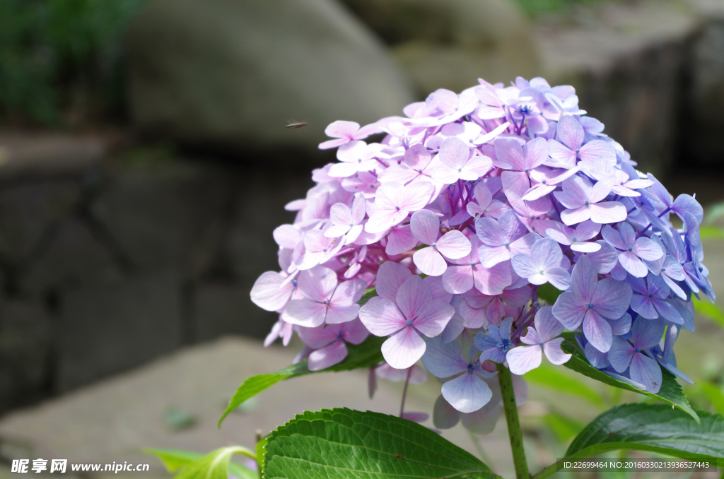 繡球花